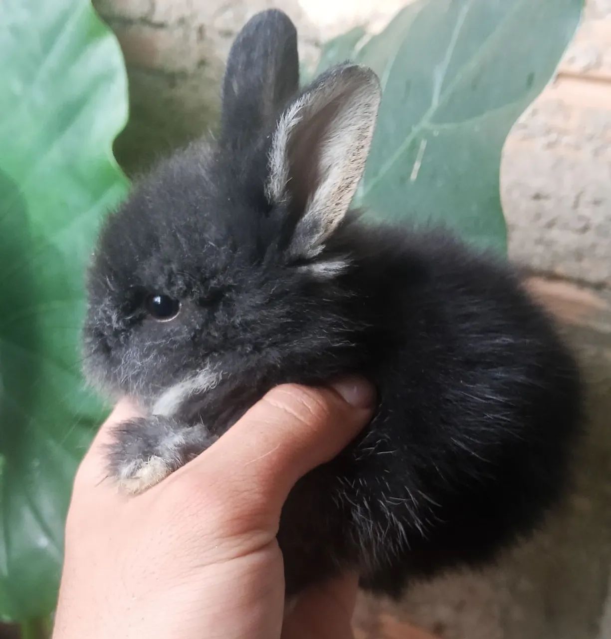 Coelho angora  - Foto 6