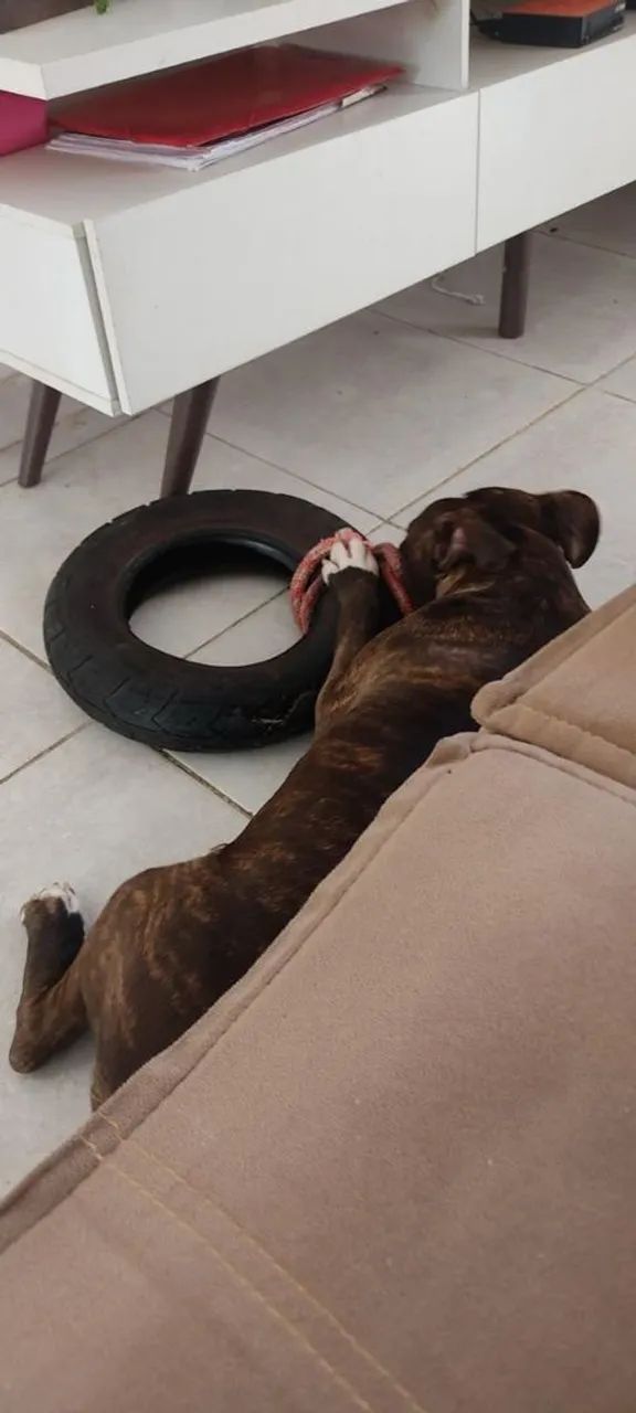 American Bully com Pit Monster  - Foto 3