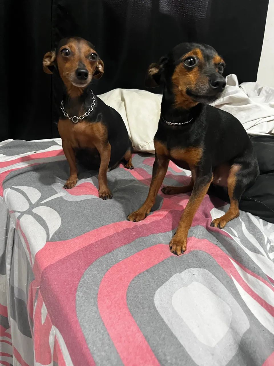 Pinscher número um - Foto 3