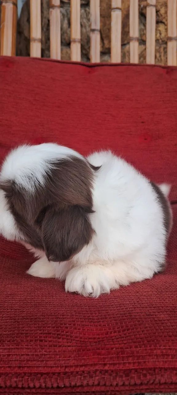 Filhote de shihtzu  - Foto 3