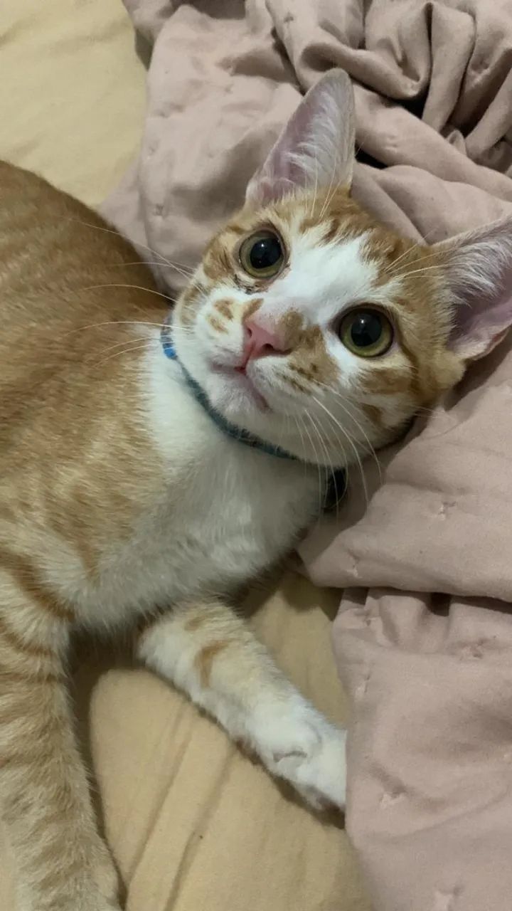 Gato laranja - Foto 3