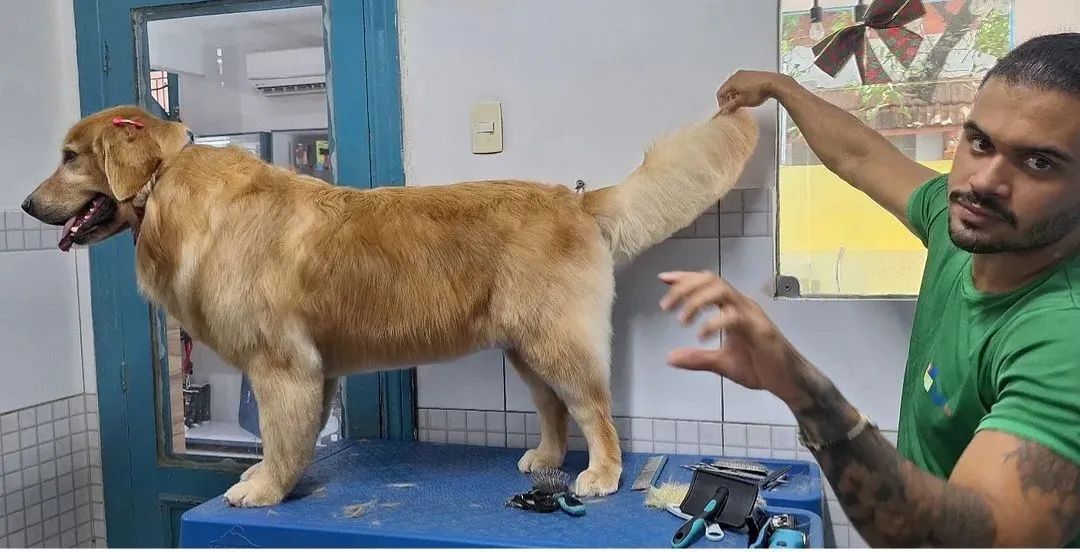 Banho e Tosa a Domicílio *Revoredo Pet* - Foto 4