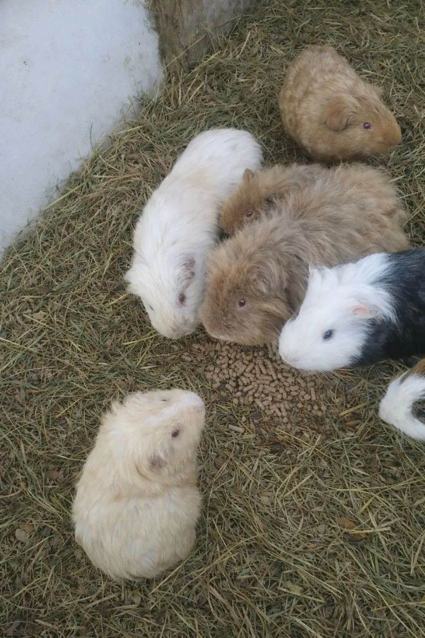 Porquinhos da Índia Mestiços 