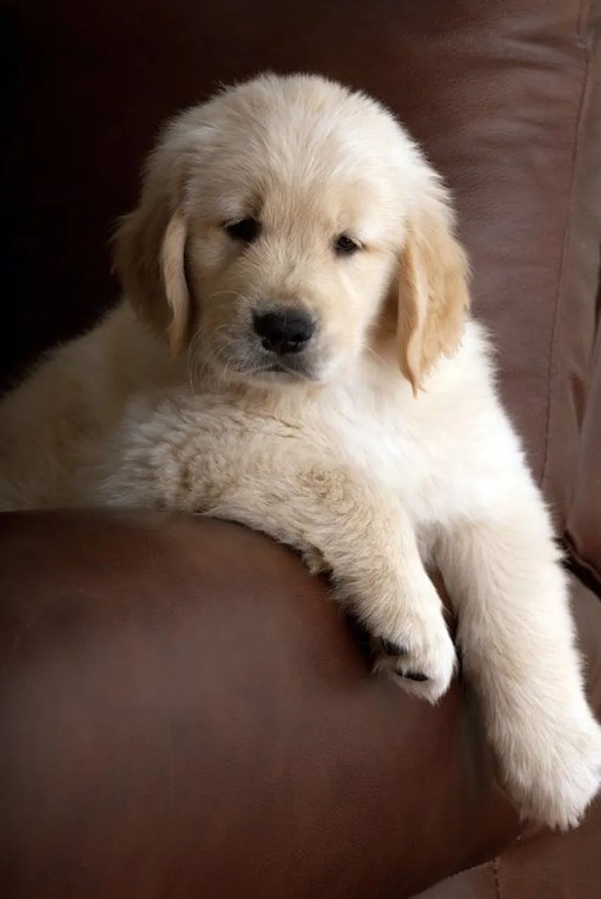 Golden 
