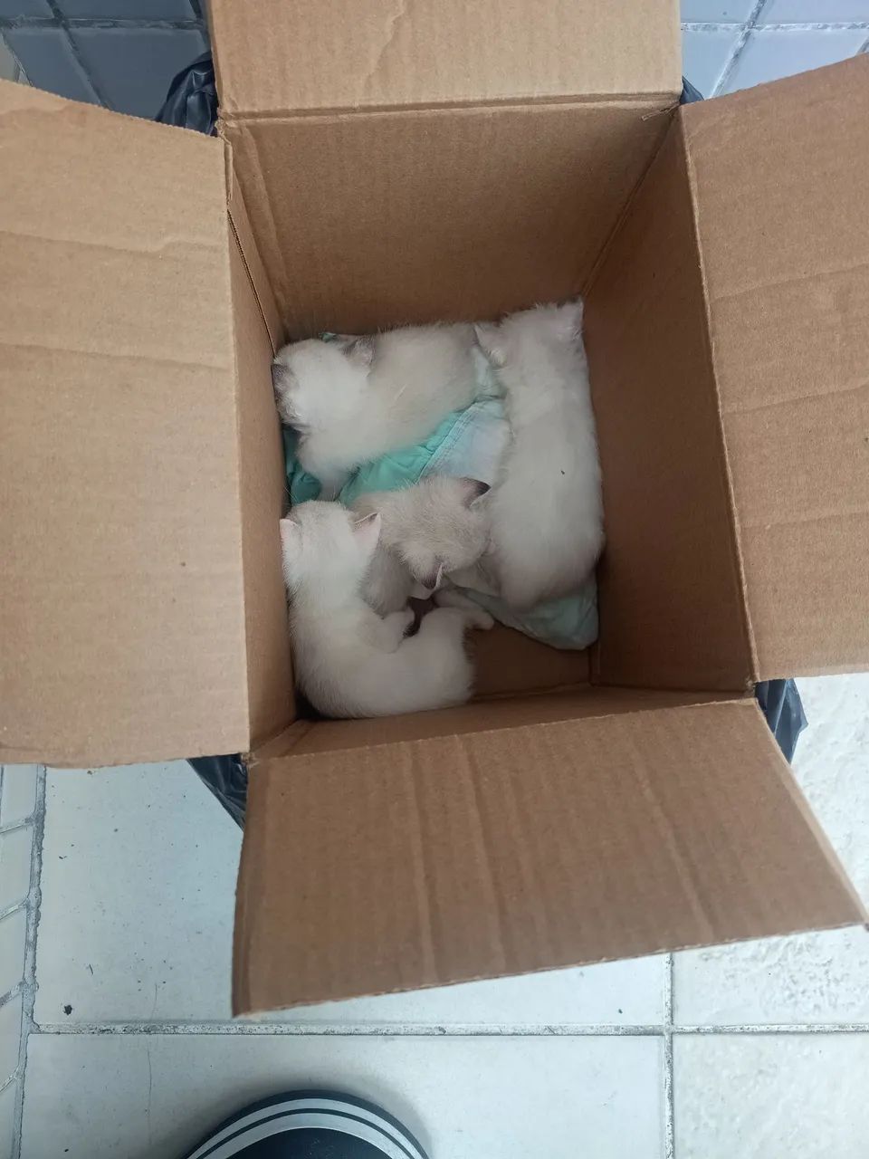 Gatinhos para doação 