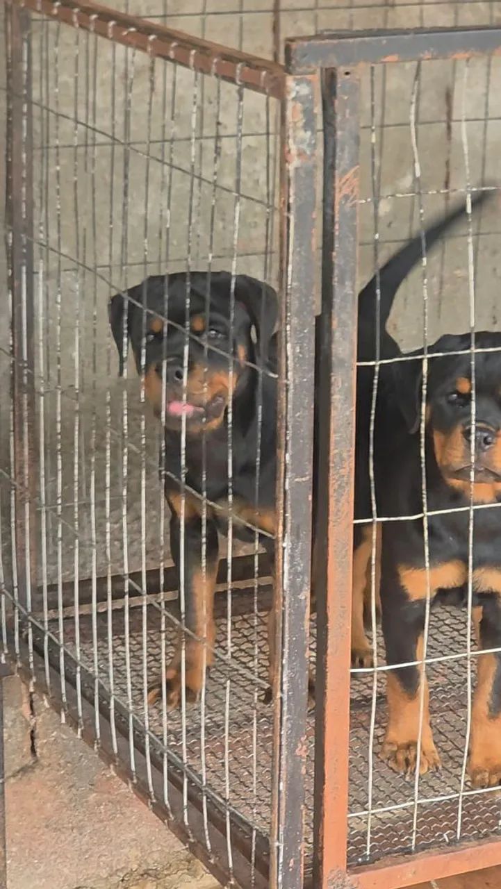 Filhotes de Rottweiler  - Foto 2