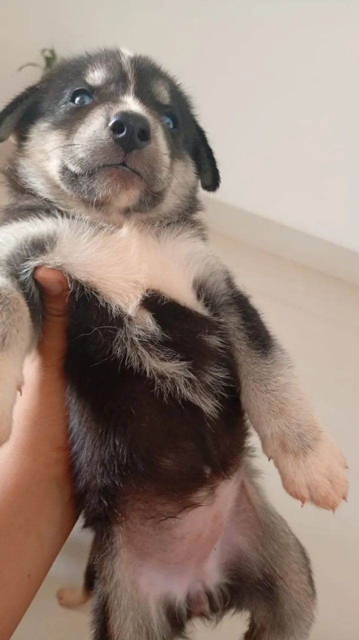Husk siberiano 