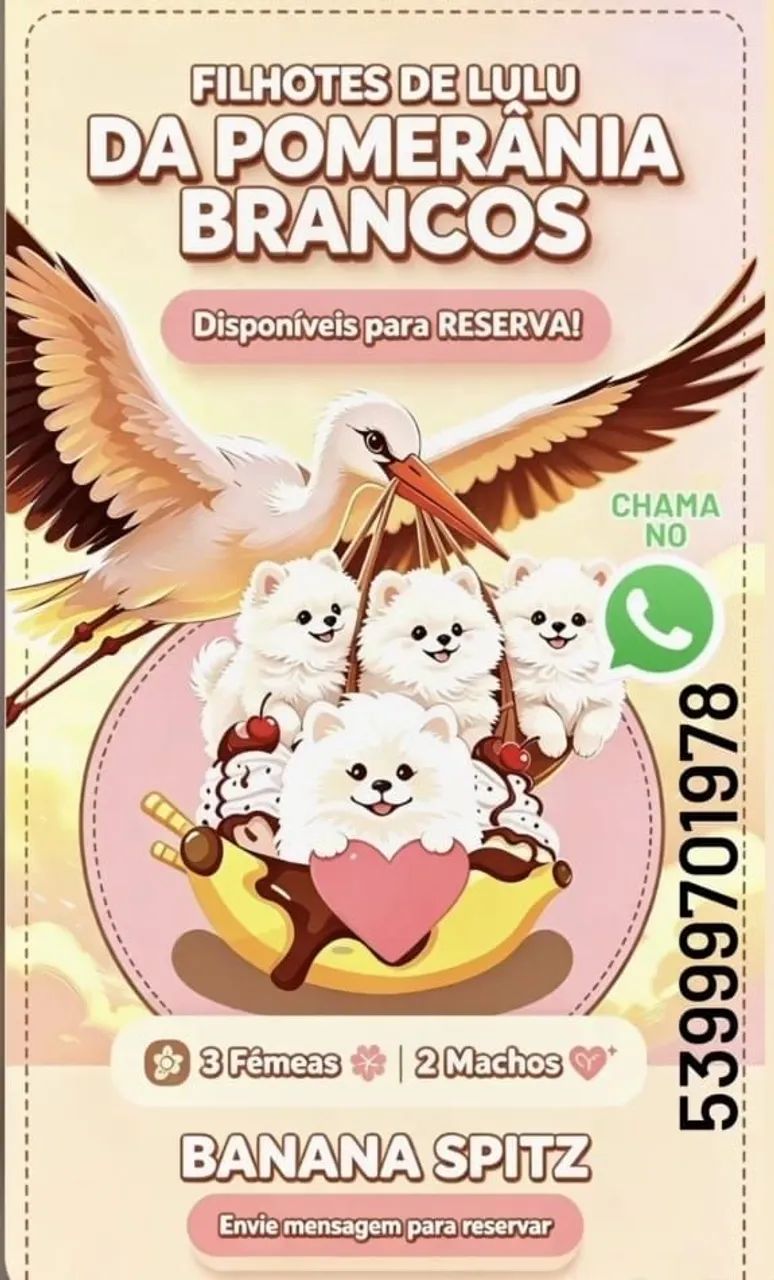 Spitz Alemão machos e Fêmeas  - Foto 3