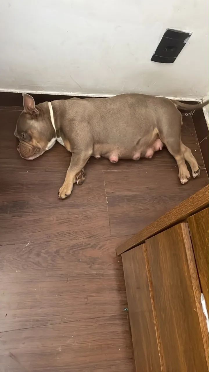 Filhote American Bully Macho  - Foto 3