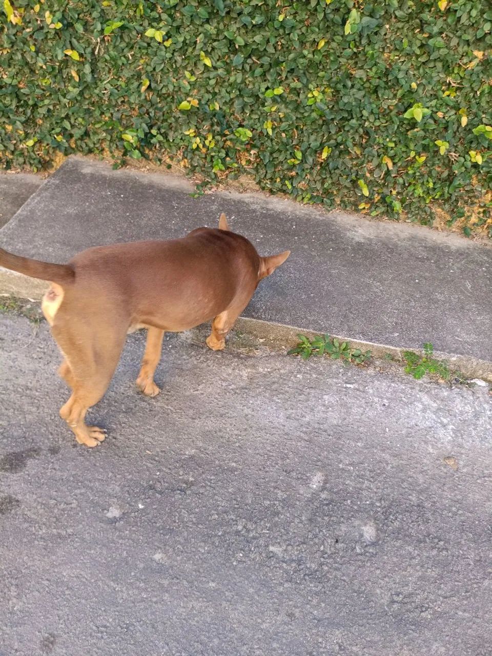 Doação Pitbull  - Foto 5