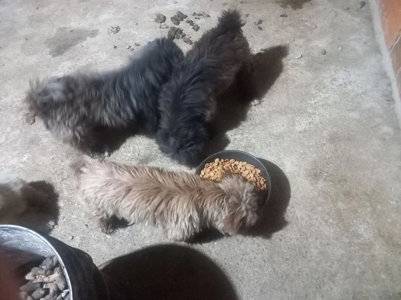 Shih tzu  - Foto 4