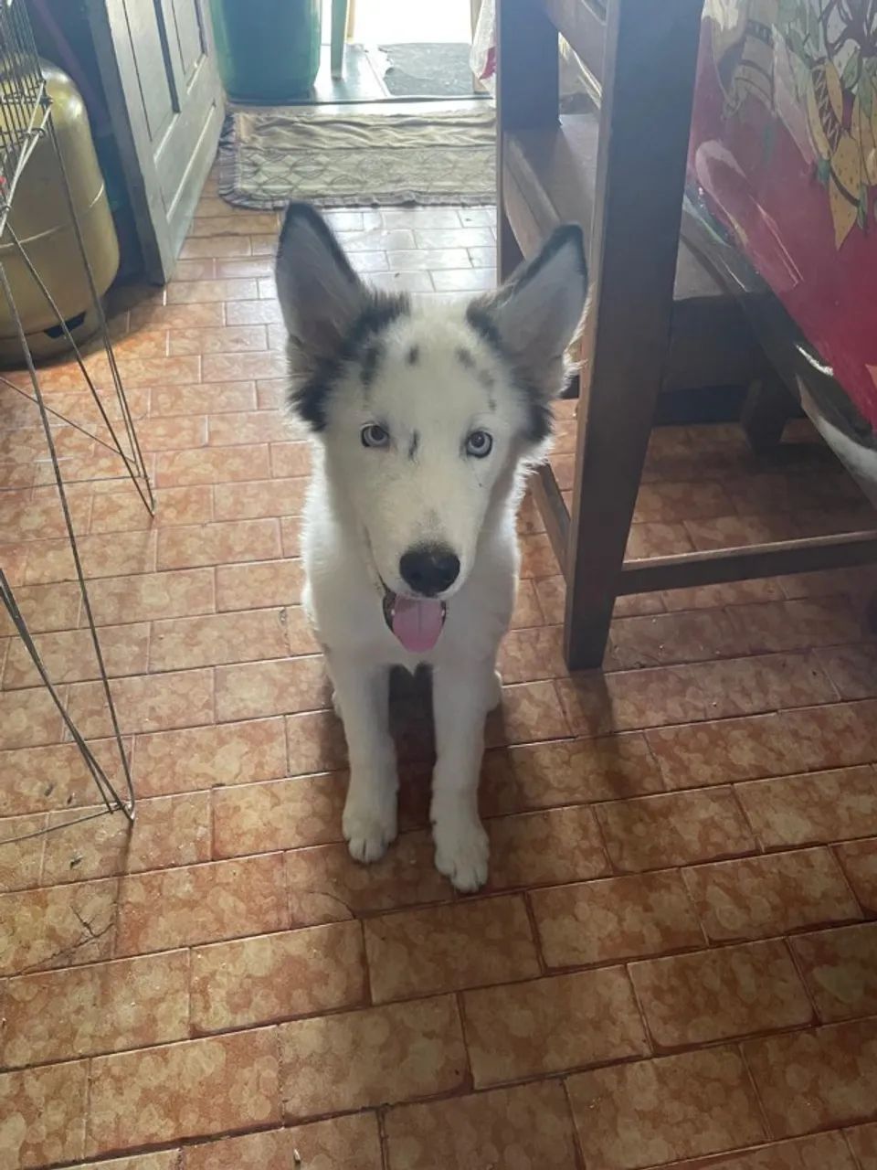 Husky siberiano 