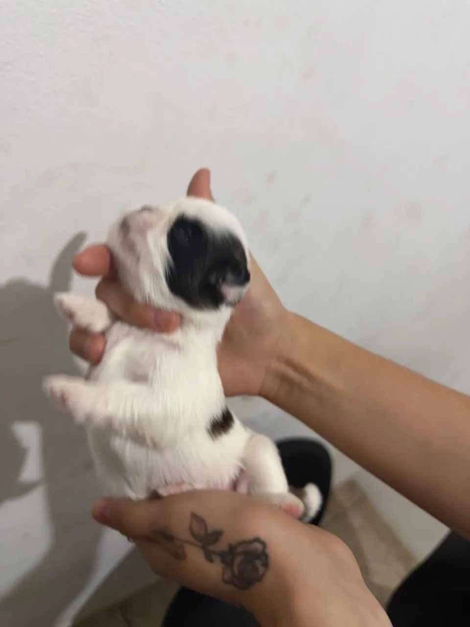 Vendo cachorro shitzu  - Foto 2