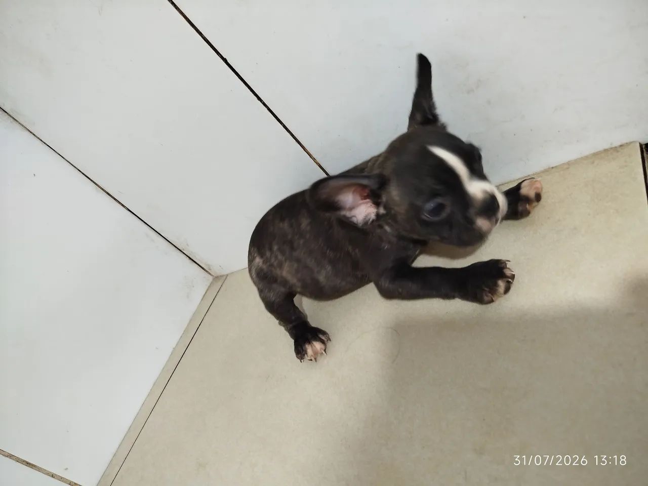 Bulldog francês  - Foto 5