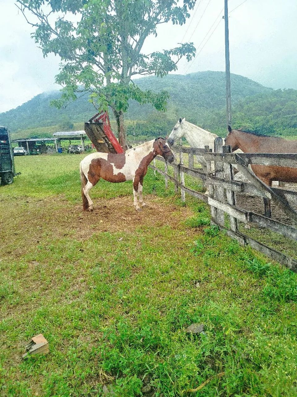 Égua pra fazer criação muito raçuda 