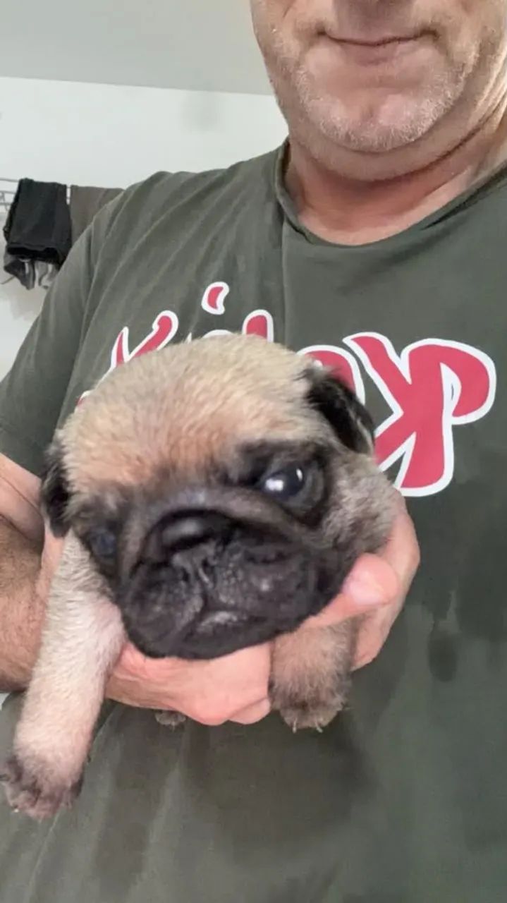 Vê do filhotes de pugs - Foto 3