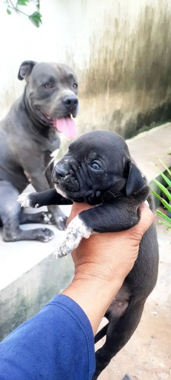 Pit Bull filhote - Foto 5