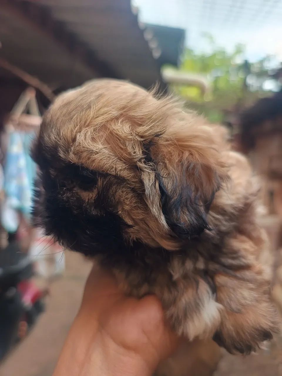 Shitzo disponível fucinho zero