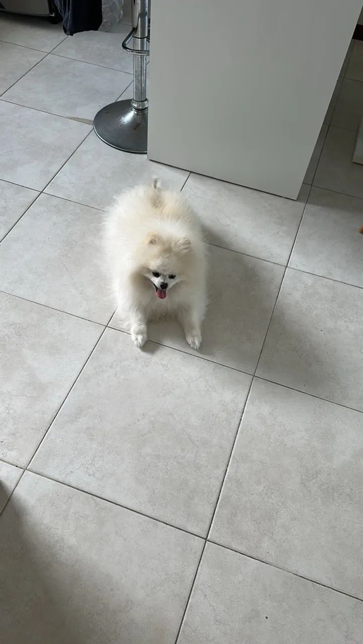 Doa-se Spitz Alemão macho - Foto 4