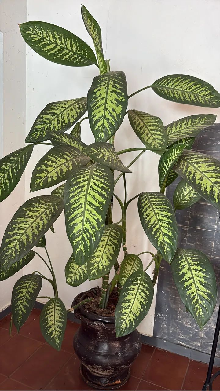 Vendo plantas