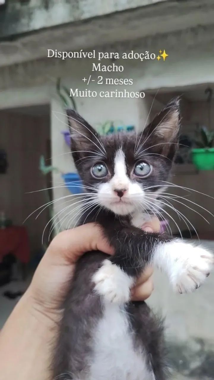 Gatinho macho para adoção ?