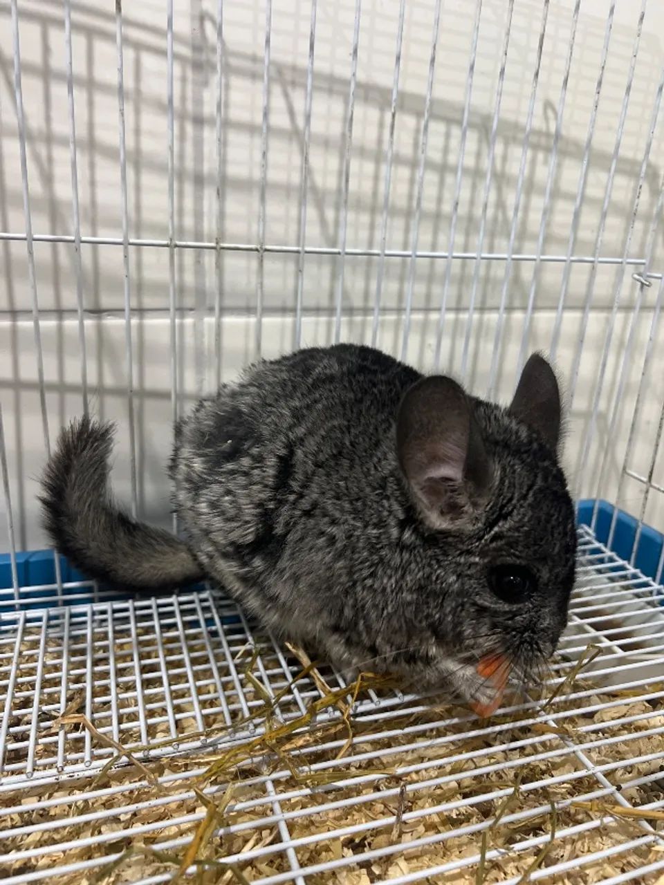 Chinchila+Gaiola+Alfalfa+Ração+Comedouro+Bebedouro - Foto 5