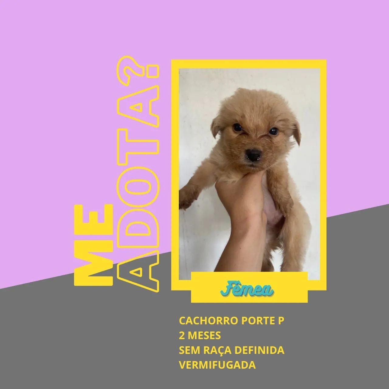 Doação de filhotes - Foto 2