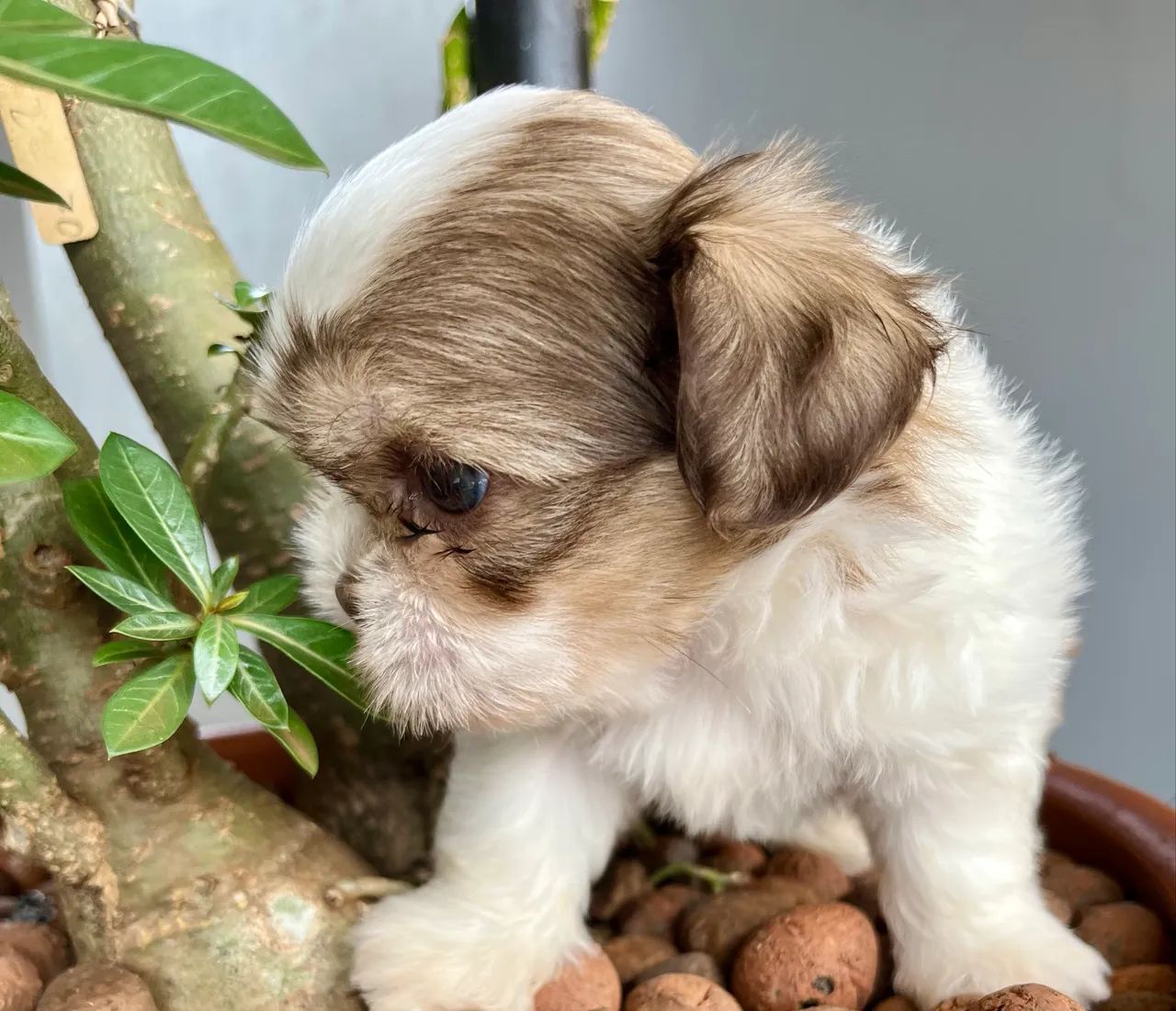 Shih Tzu - Foto 2