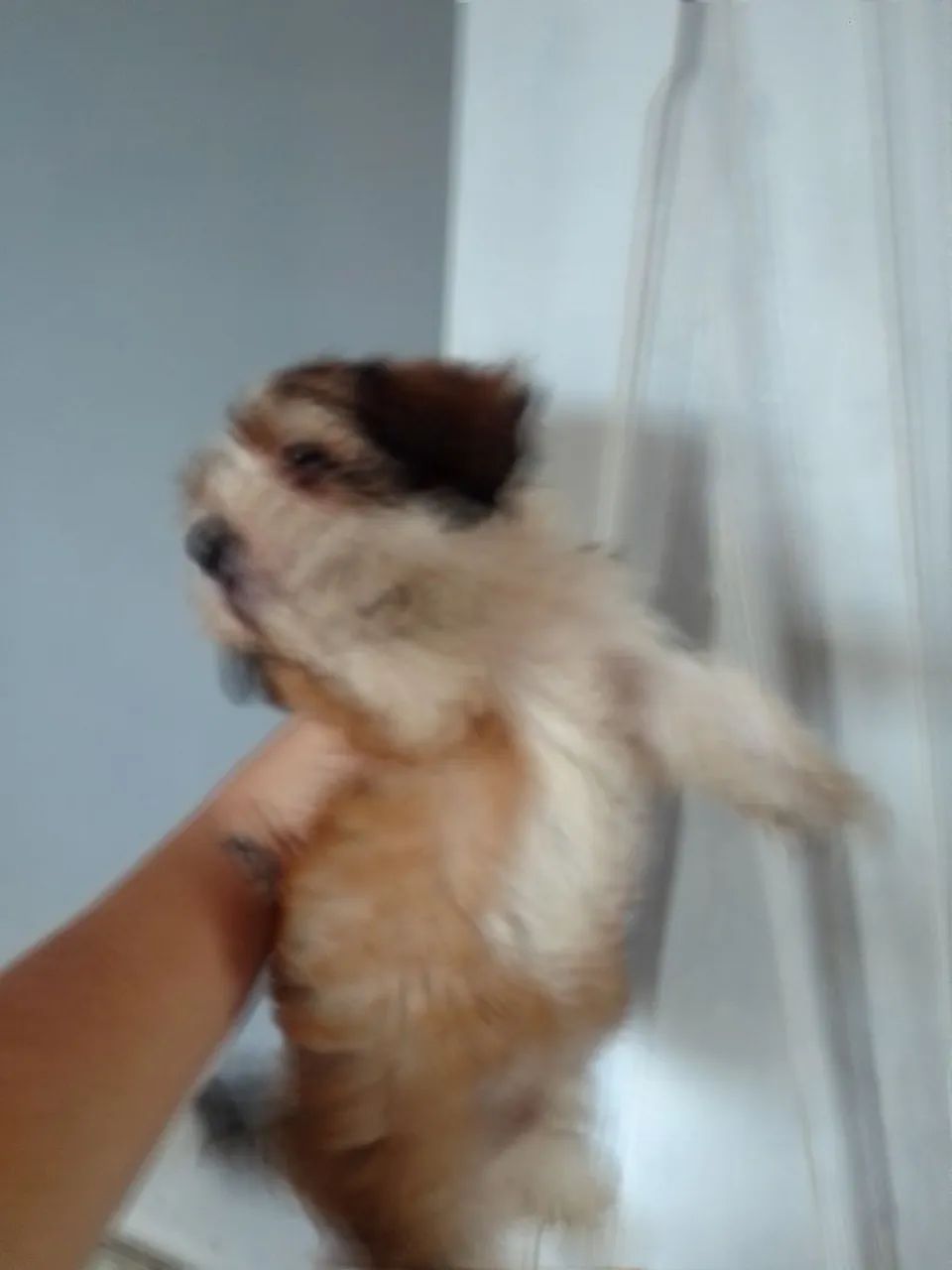 Poodle macho
