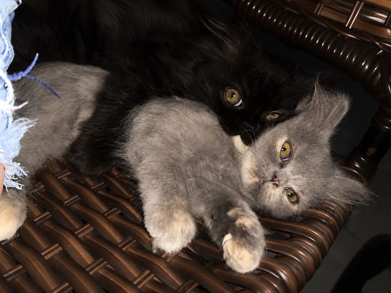Gatinha Bic Blue Tortie & White - Foto 3