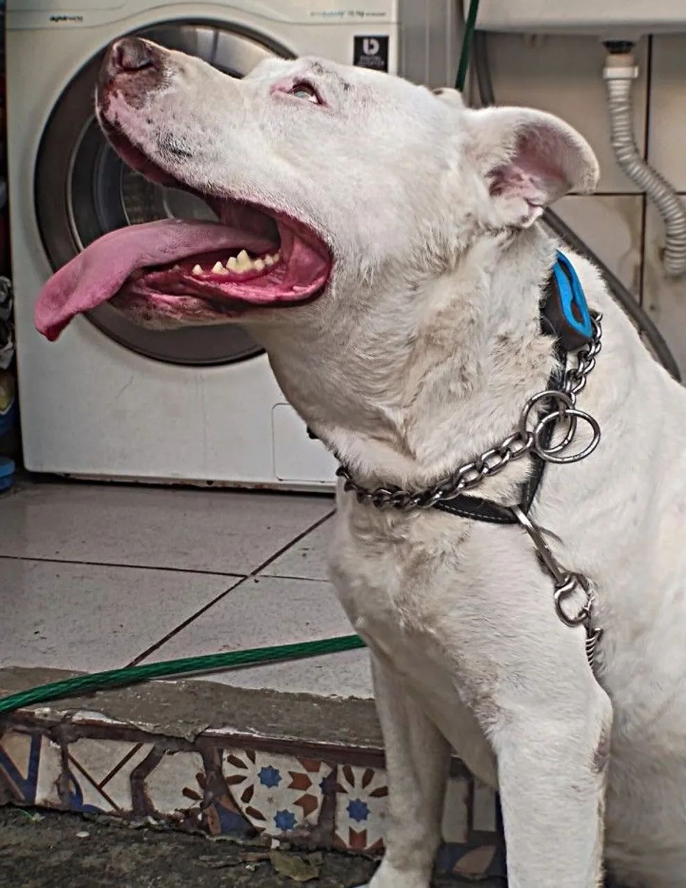 Pitbull pra adoção responsável  - Foto 2