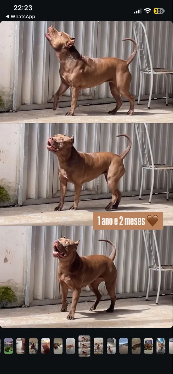 Pitmonster 