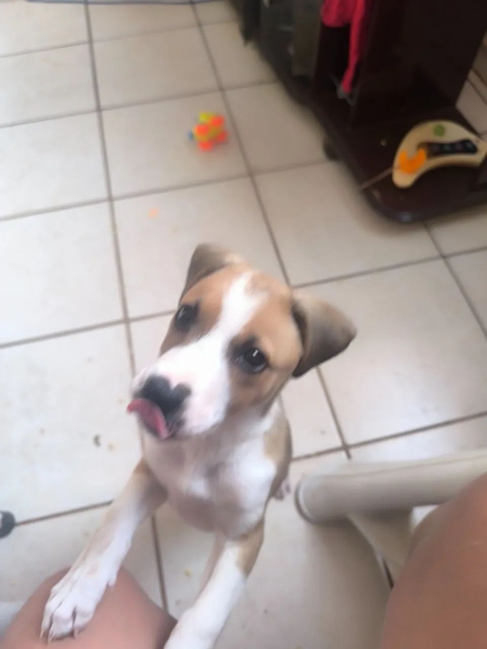 Cachorrinha - Foto 2