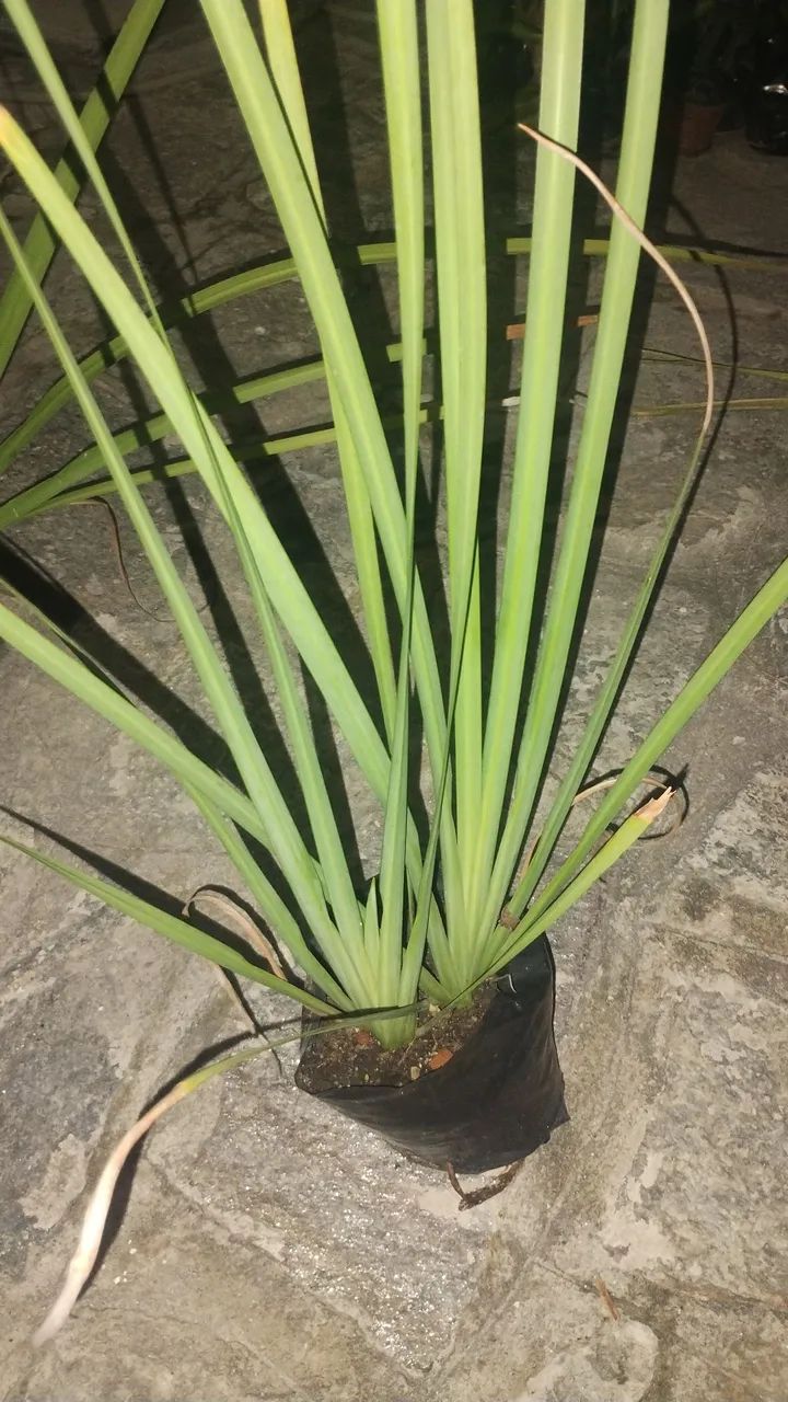 Plantas e Jardinagem  - Foto 2