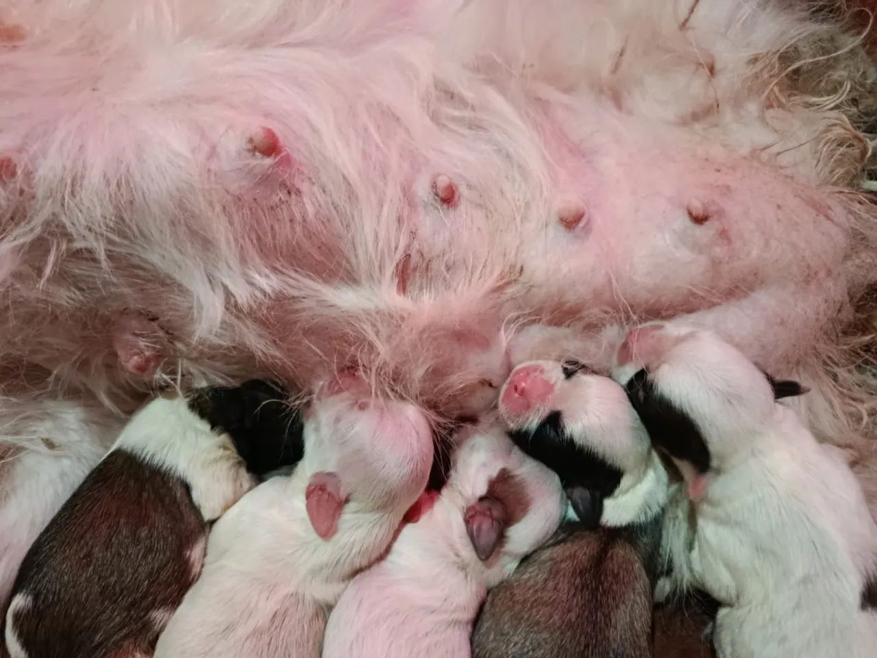 Filhotes de Shitzu  - Foto 3