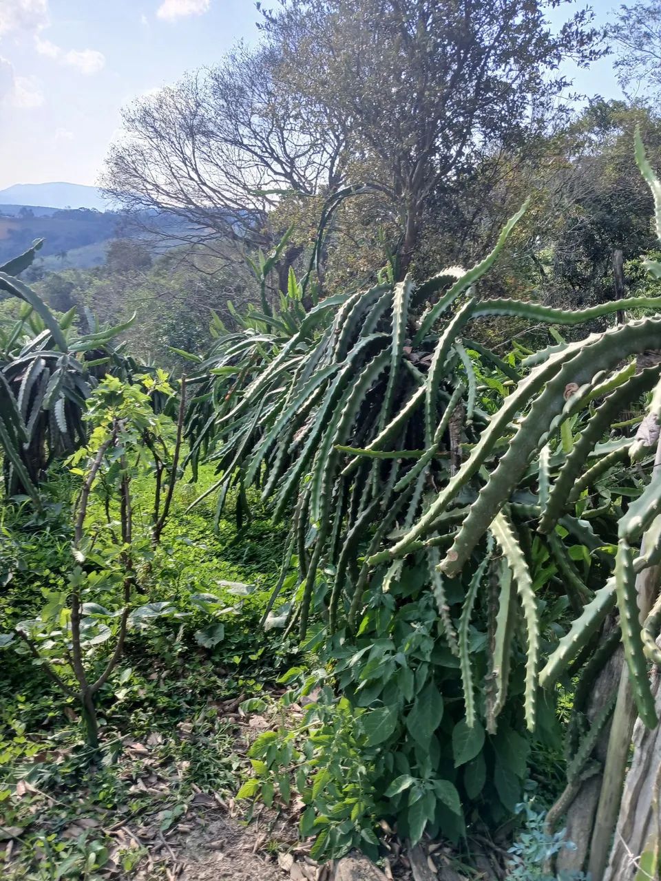 Mudas de pitaya  - Foto 3