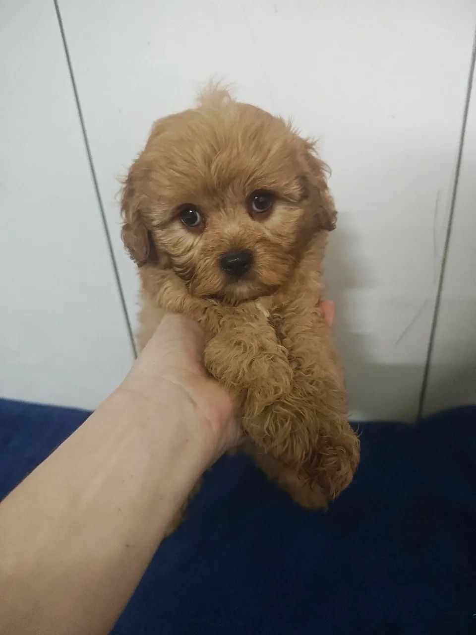 Lindo filhote de Cavapoo macho na cor Creme  - Foto 4