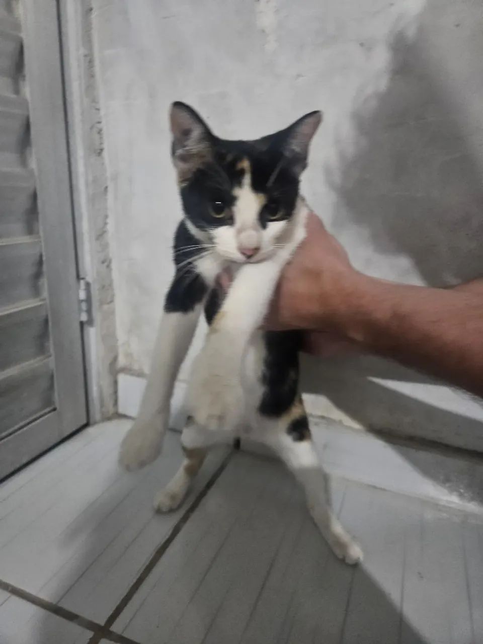 Gatinha tricolor para adoção  - Foto 2