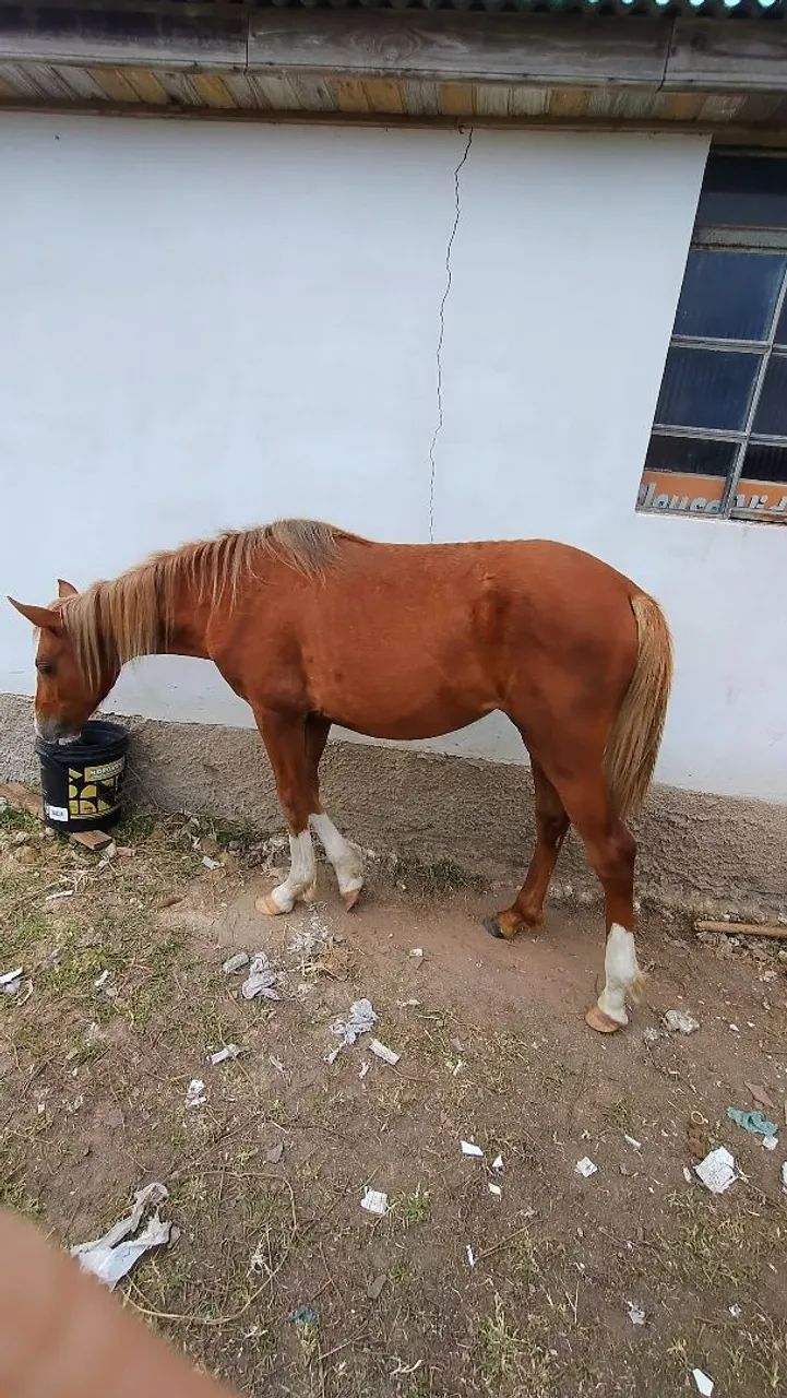 Égua manga larga - Foto 2