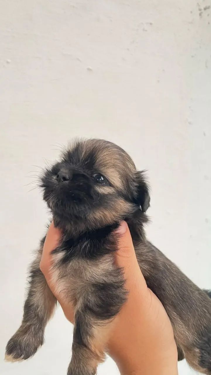 Shitzu macho  - Foto 2