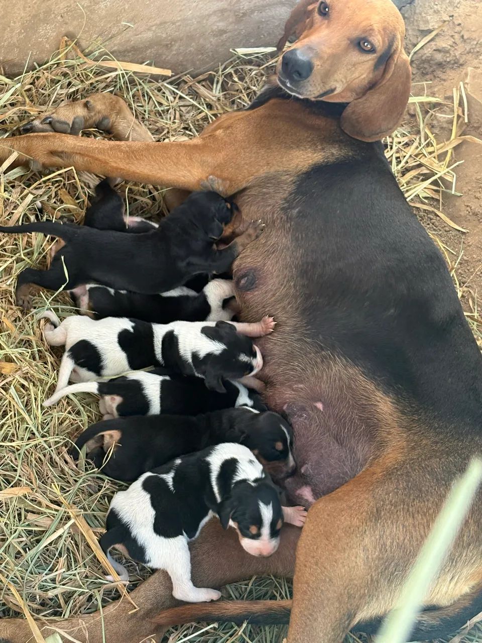 Cachorro de caça Americano - Foto 2