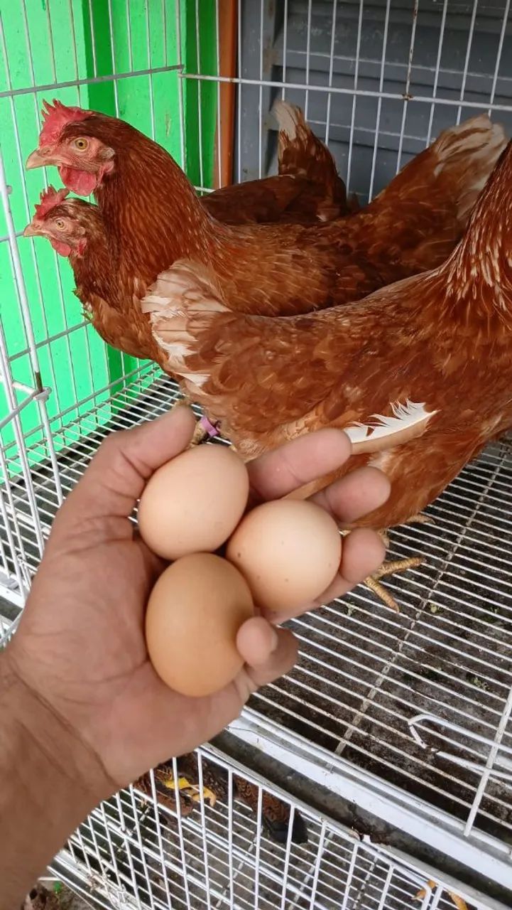 galinha Embrapa 051