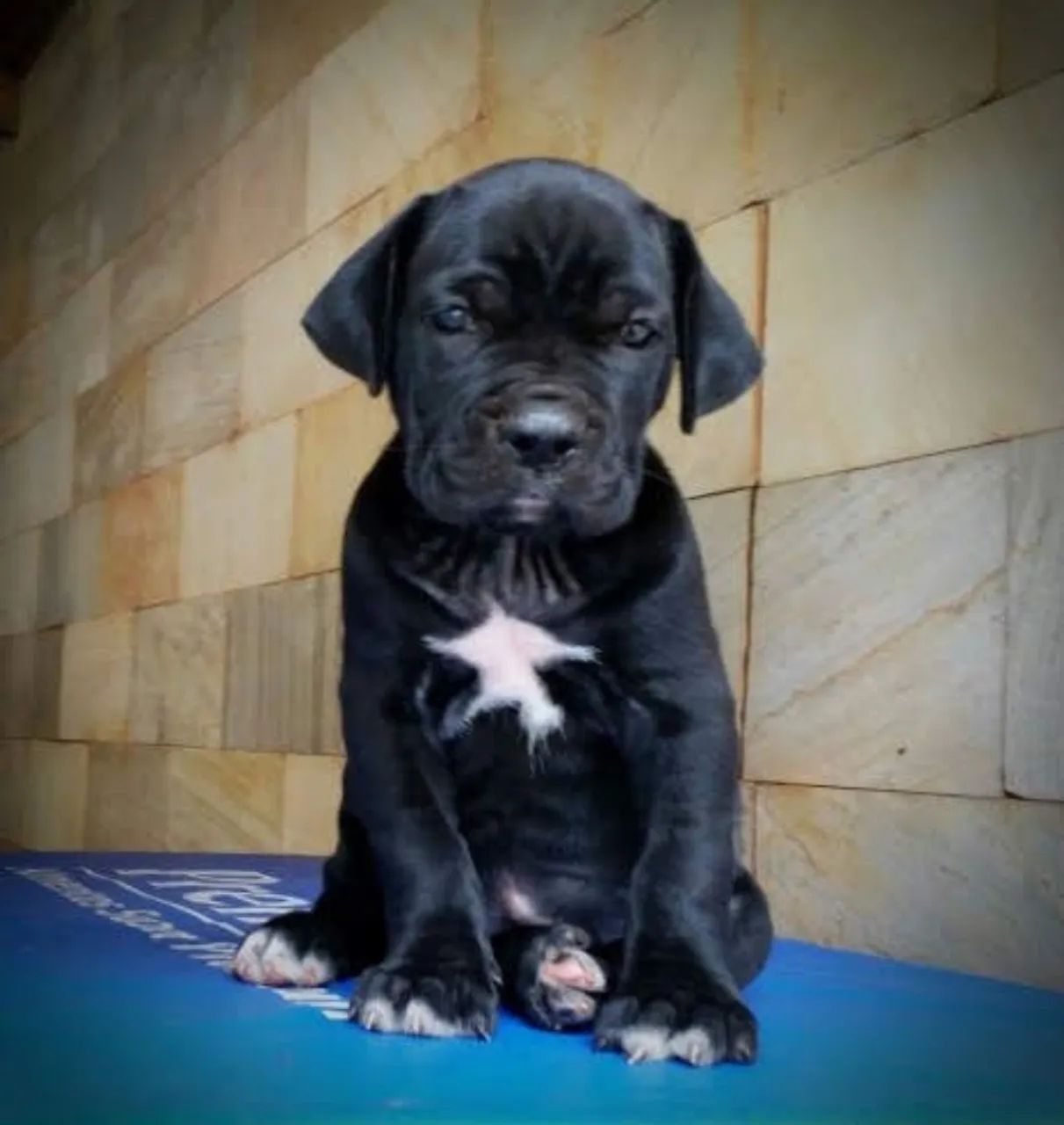 Cane corso italiano  - Foto 3