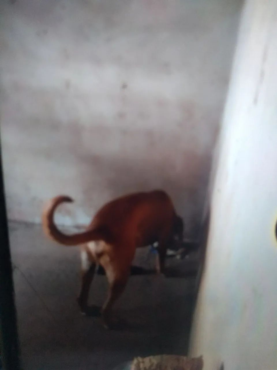 Cachorro americano  - Foto 2