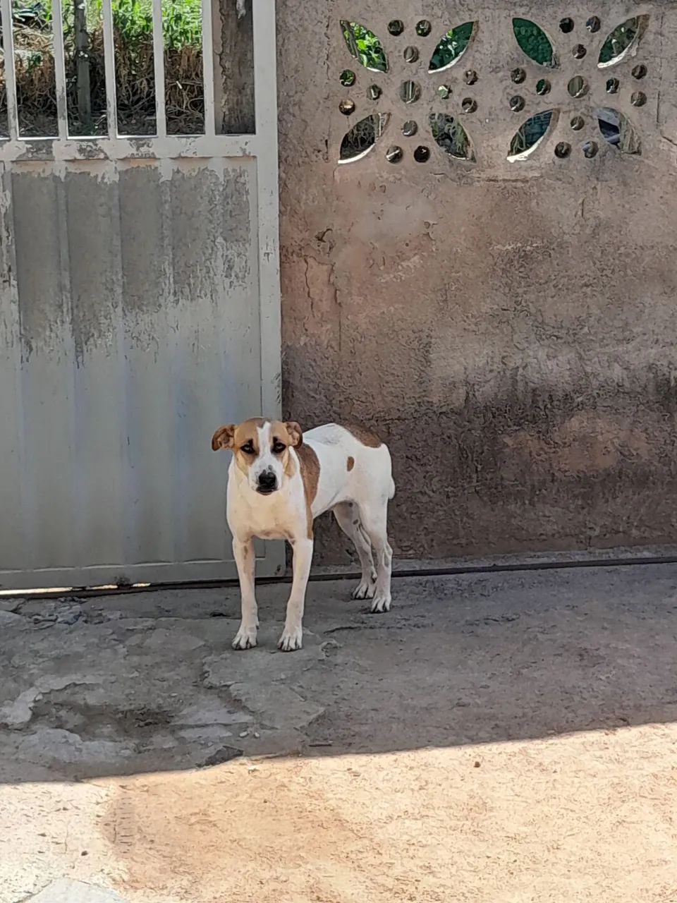 Cachorro - Foto 2
