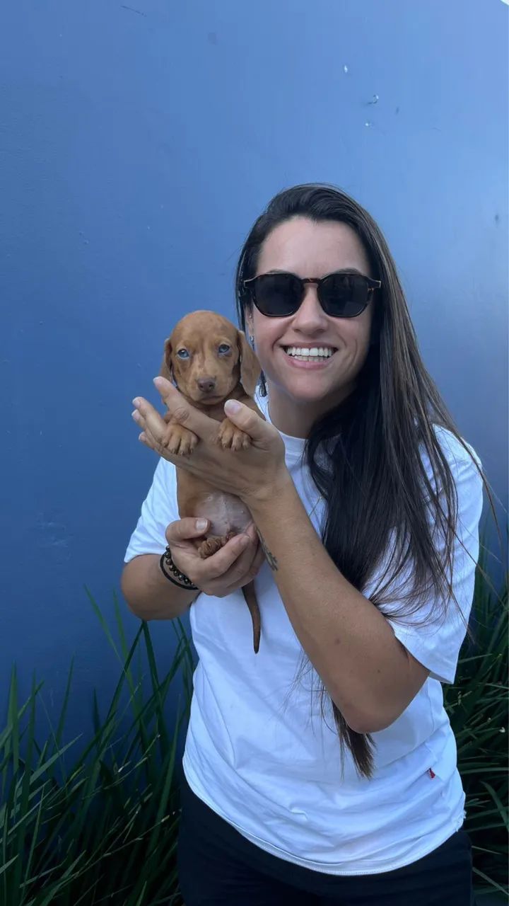 Dachshund Teckel lindo 