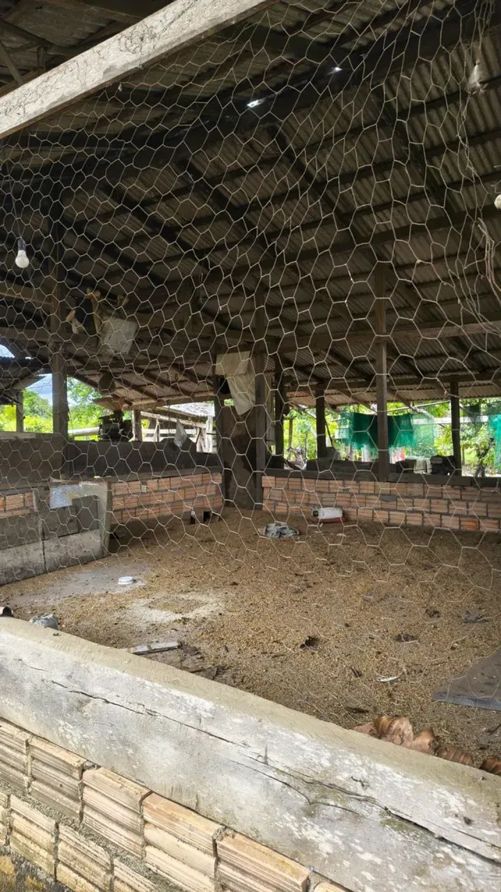 fazenda grande no canta - Foto 5