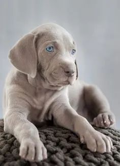 Weimaraner Filhotes 