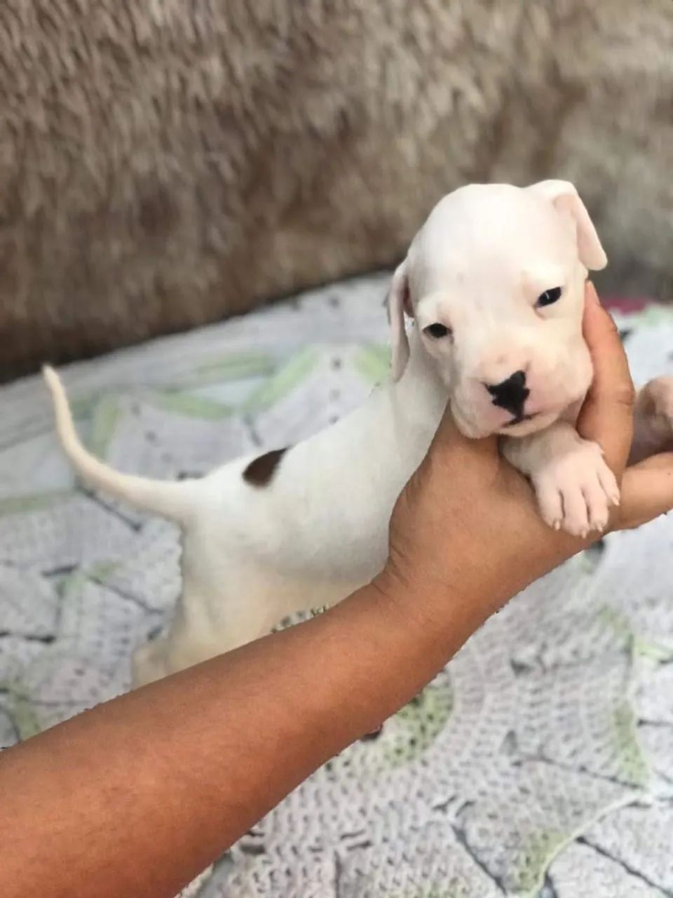 Boxer filhotes dourados - Foto 4
