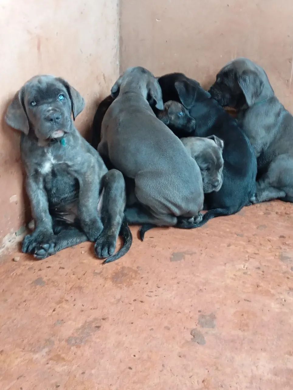 Filhote de cane corso 